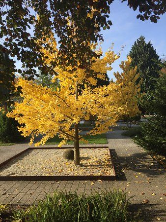 Botanical Garden of the University of Heidelberg